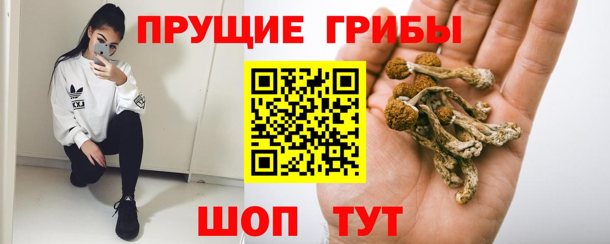 Рассказово  хочу   Вход с VPN  Галлюциногенные грибы Psilocybine cubensis 